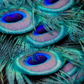 Quelques plumes