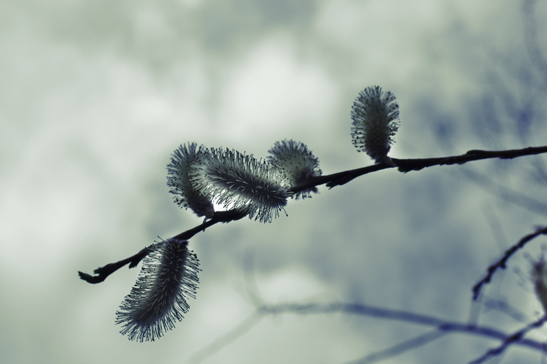 Voici le printemps 2015.
La floraison 2014 n'a duré qu'une semaine sous la pluie. Et cette année ?
printemps1.jpg