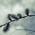 Bourgeons