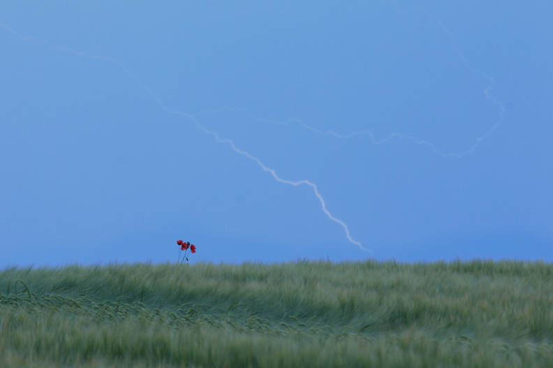 Ce petit coquelicot perdu dans les blés tourmentés par les vents de l'orage.
La nuit est déjà la, il résistera.
coc.jpg
