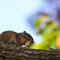 Petit ecureuil