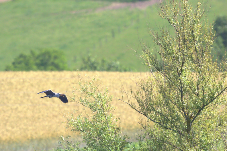Epié depuis l'autre rive d'un petit lac.
Focale 840 heron.jpg