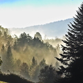 Brumes matinales